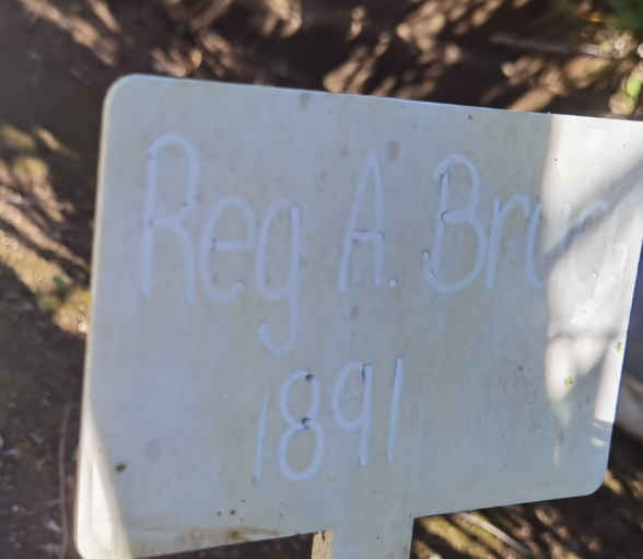 BRUCE Reg A. -1891