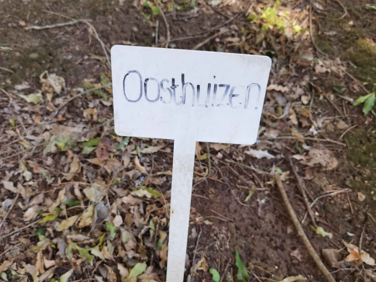 OOSTHUIZEN 