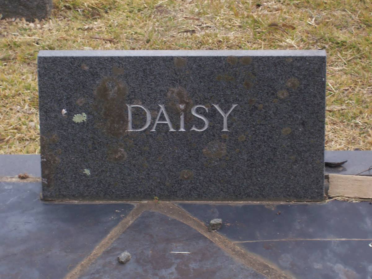 SHAW Daisy