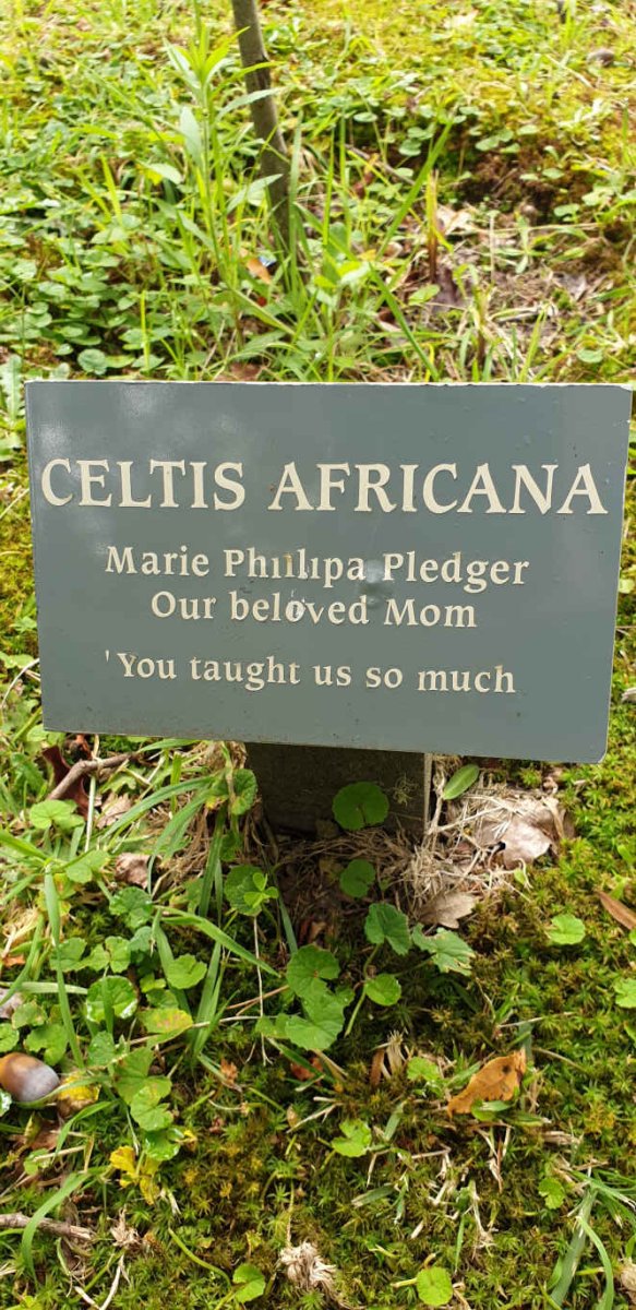 PLEDGER Maria Phillipa