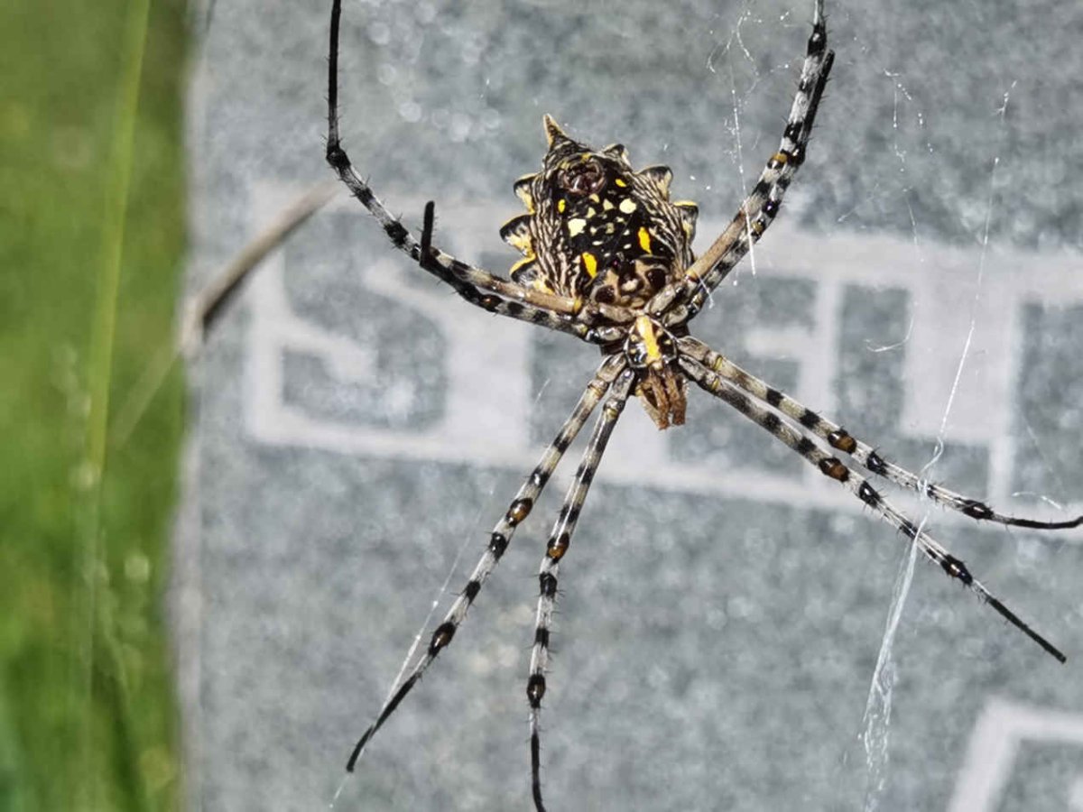 6. Local resident