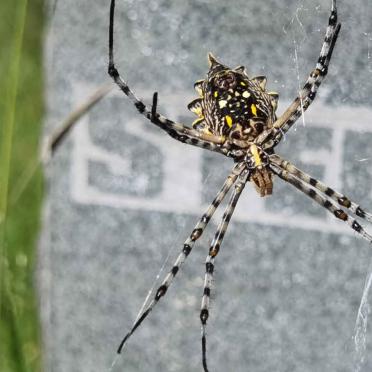 6. Local resident