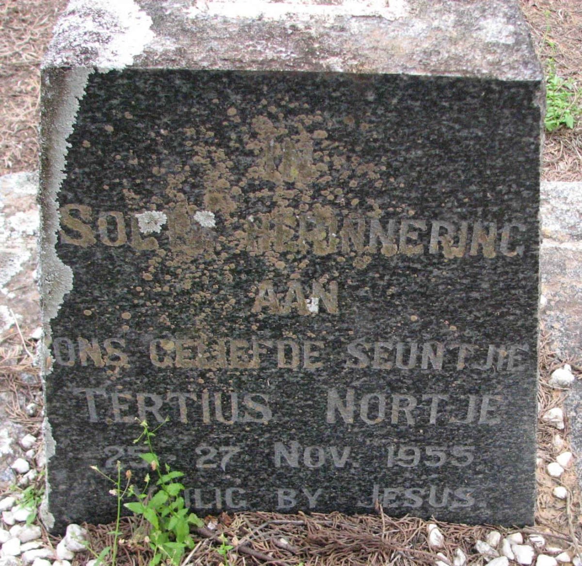 NORTJE Tertius 1955-1955