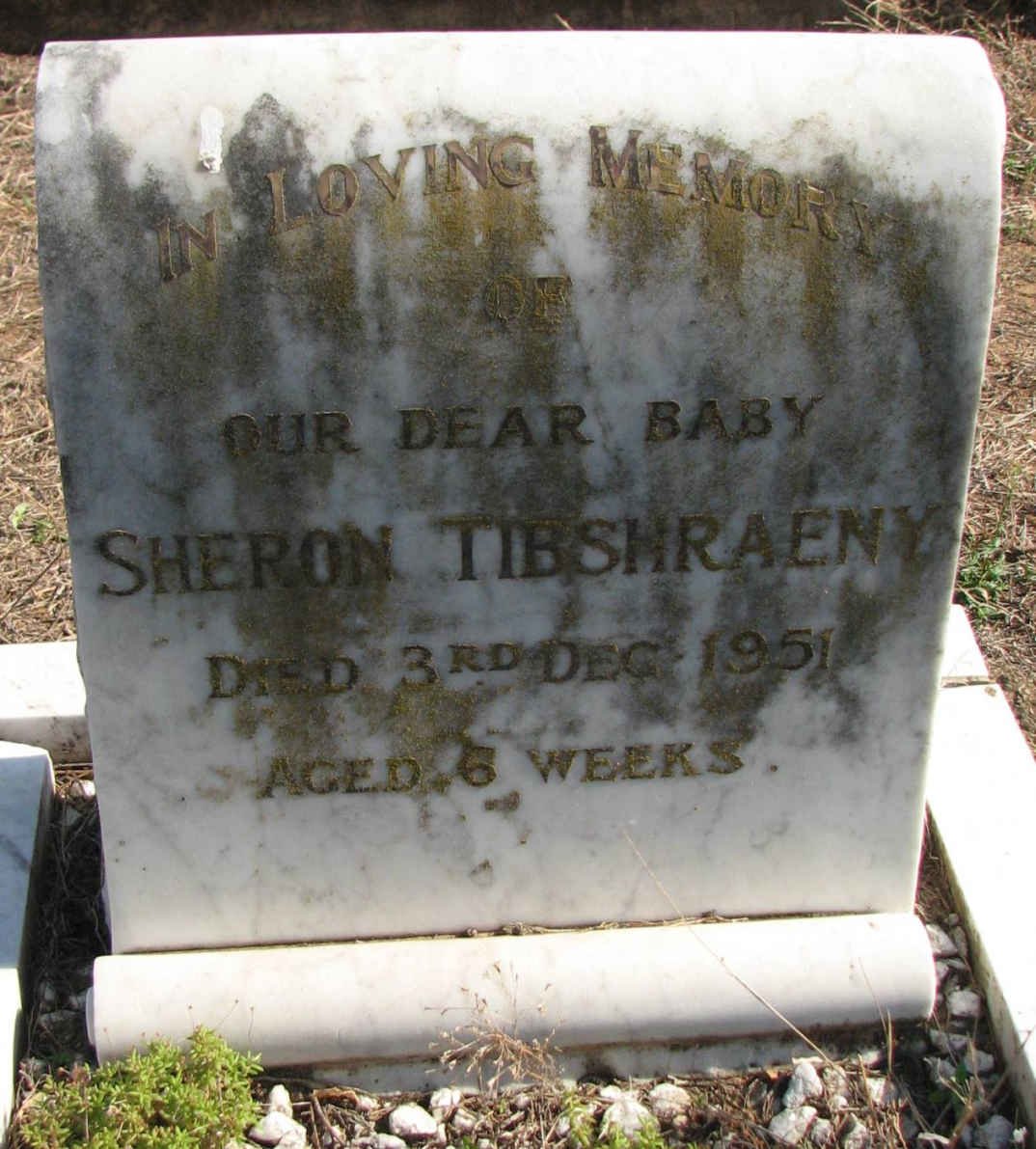TIBSHRAENY Sheron -1951