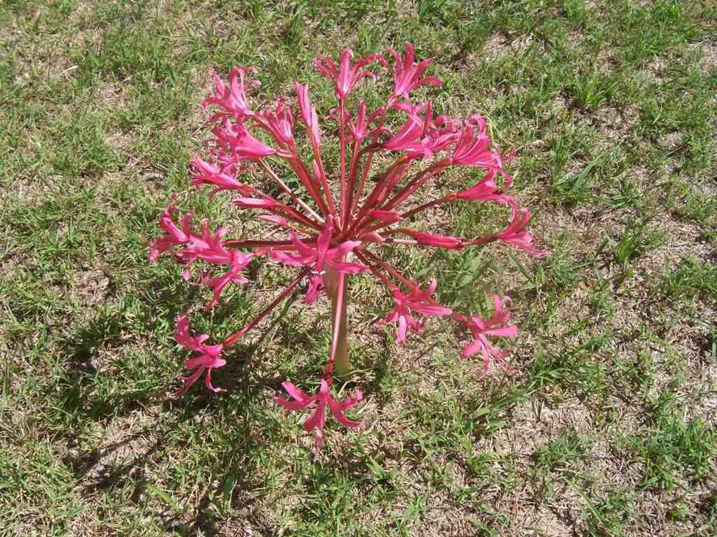 3. Flower in Loerie Cemetery