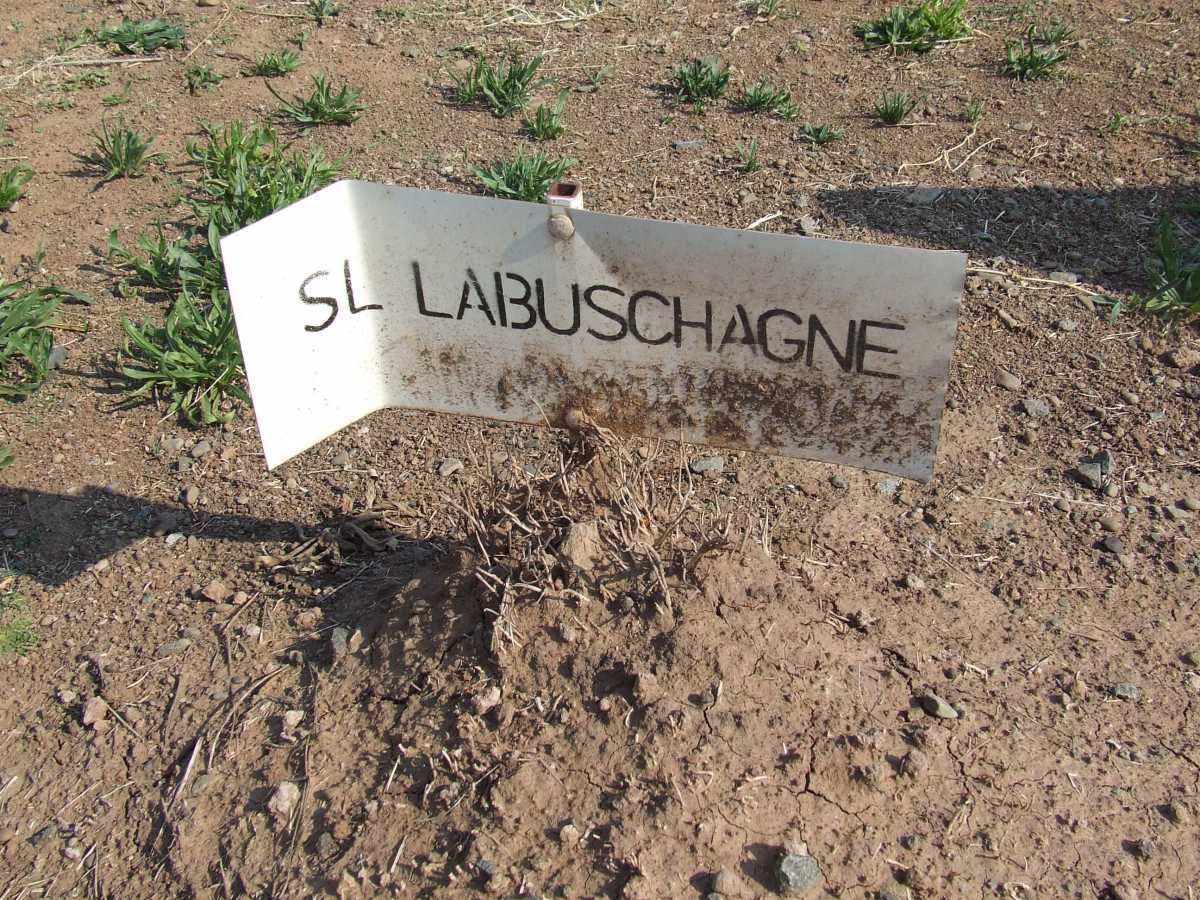 LABUSCHAGNE S.L.