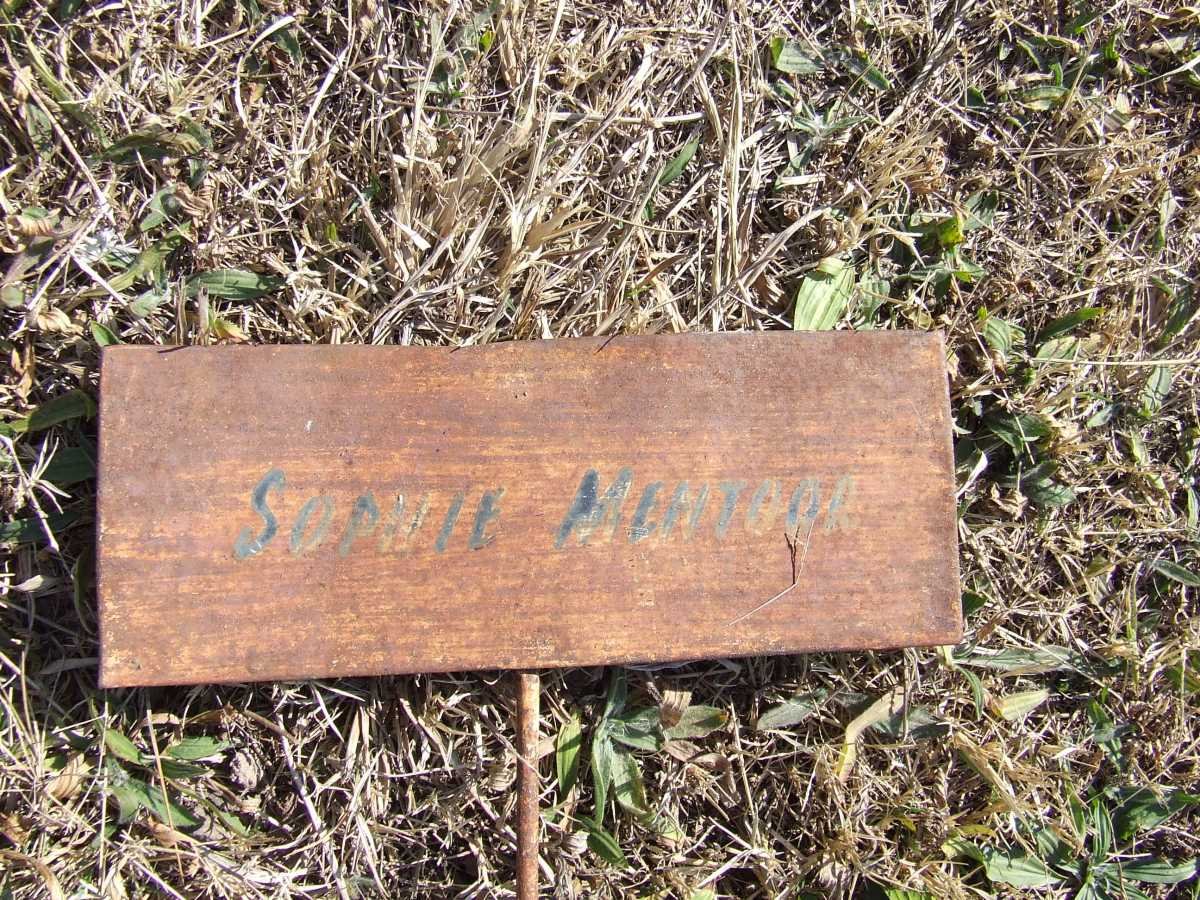 MENTOOR Sophie