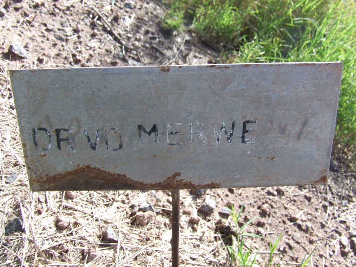 MERWE D.R., van der