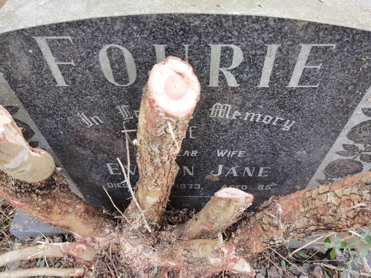 FOURIE Ev???n Jane -1973