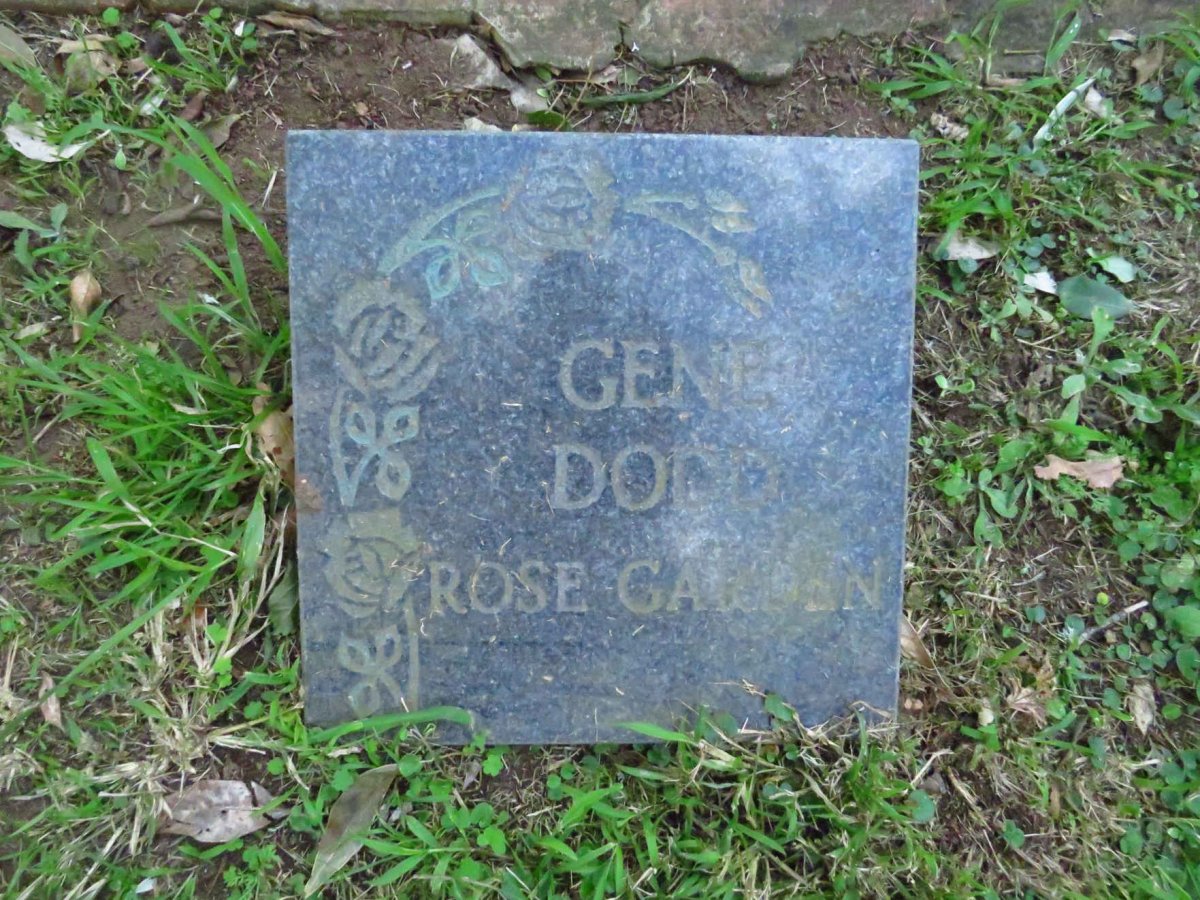 DODD Gene